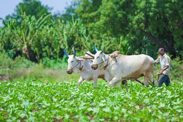 Indian farming techniques