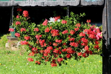 Pelargonium bright red flowers with light green leaves hanging in flower pots from old wooden pole with strong metal chains on uncut grass background
