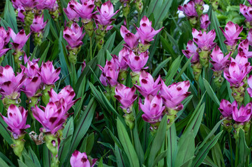 Curcuma alismatifolia, also called Saffron of the Indies, is a plant of the Zingiberaceae family, native to Australia and Asia, widespread in all the warm-humid climatic zones. In Italy it is grown