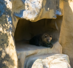 Brown grizzly bear sitting in his cave home in the mountains animal wildlife in nature environment