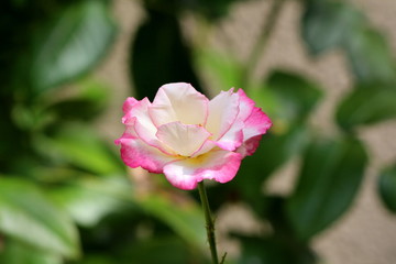 Single rose with white to dark pink petals growing on dark green branch with pointy needles and large dark green leaves in background on warm bright sunny day