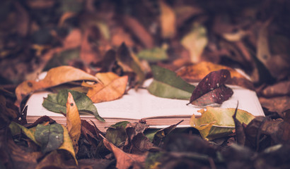 Old books against the background of fallen yellow leaves in the autumn garden