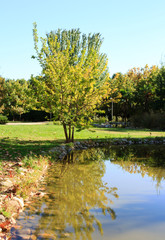 Obraz premium Autumn landscape in the park with lake.
