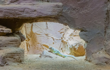 green dotted iguana lizard sitting on a rock in his cave mountain desert environment - Powered by Adobe