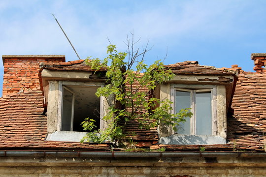Small tree growing from rusted metal gutter between two broken roof windows on abandoned old building surrounded with destroyed and missing roof tiles with cracked falling facade in front and broken r