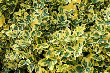 Wintercreeper or Euonymus fortunei or Spindle or Climbing euonymus or Fortunes spindle or Winter...