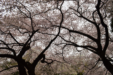 Fototapeta na wymiar japanese cherry trees blooming