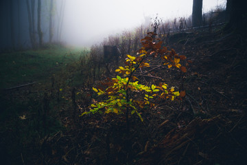 Kleines Bäumchen leuchtet am Wegesrand im Nebel Wald