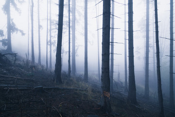 Gespensterwald bei Nebel und Nacht