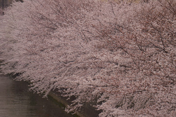 japanese cherries blooming sakura