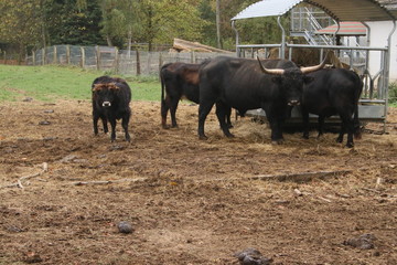 Herd of black oxen in farm with child
