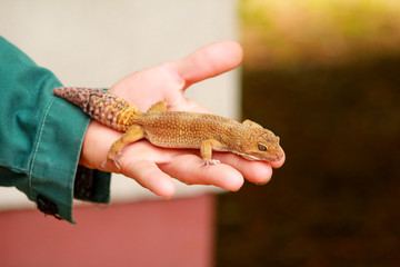 Guy with gecko. Man holds in hands reptile gecko. Common leopard reptile gecko of pets. Exotic tropical cold-blooded animals, zoo. Male hands is holding common gecko. Pet at home gecko.