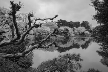 japanese cherries blooming sakura