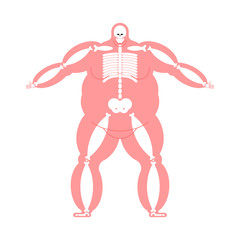 Fat body Anatomy skeleton. Wide bone. Fat Man Skeletal system Vector Illustration