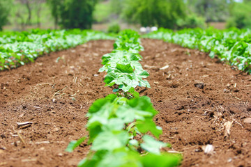 cotton field , india