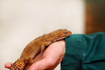 Boy with gecko. Man holds in hands reptile gecko. Common leopard reptile gecko pets. Exotic...