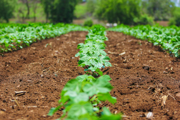 cotton field , india