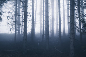 Geisterhafter Fichten Wald mit Nebel