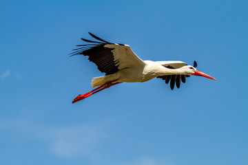 Storch im Flug