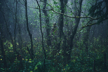 Dunkel mystischer Wald