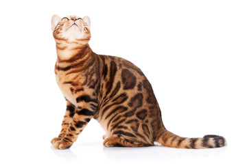 Fototapeta premium Bengal cat looking up