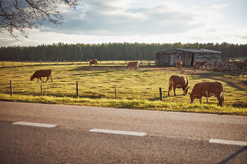 cows on a pasture, sunset, limousine