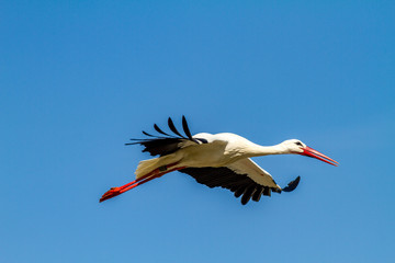 Storch im Flug