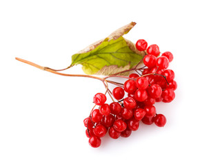 Branch of ripe viburnum isolated