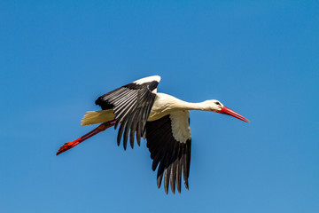 Storch im Flug