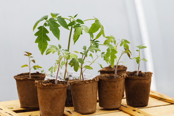 Tomato saplings in peat pots on a wooden board