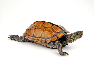 Obraz premium Chinesische Dreikielschildkröte (Mauremys reevesii) - Chinese pond turtle
