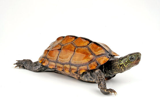 Chinesische Dreikielschildkr&ouml;te (Mauremys reevesii) - Chinese pond turtle