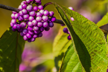 180994 - Düsseldorf - Herbst im Volksgarten