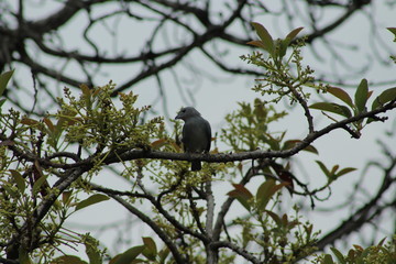 bird on branch
