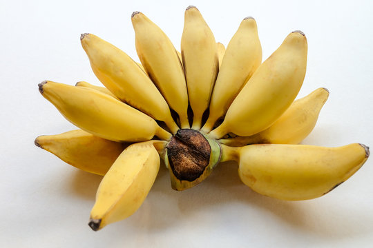 Top view and close up: Silver Bluggoe isolated on white background