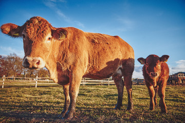 Adult cow and a calf in the field, sunset