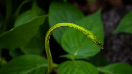 Green snake in the tree,Its green skin of camouflage nature to dodge the enemy to survive. Concept Adaptation to survival in society.