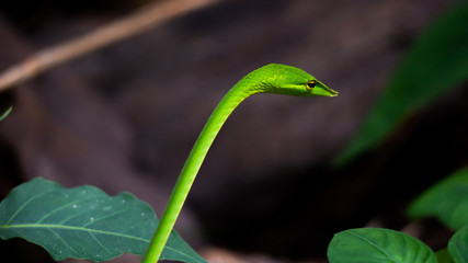 Green snake in the tree,Its green skin of camouflage nature to dodge the enemy to survive. Concept Adaptation to survival in society. © phitak
