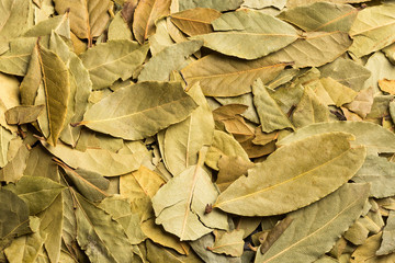 Aromatic laurel leaves - Laurus nobilis. Wood background