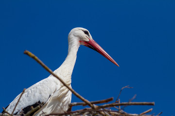 Storch im Nest