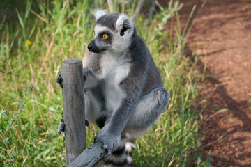 Lemur sitting on a fence collorfull