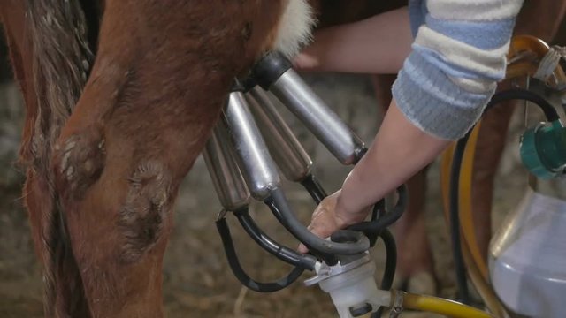 Cow milking machine at livestock farming. Automated dairy processing milking cow.