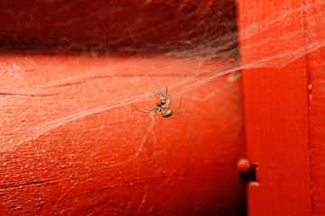 Spider in web with catch at house