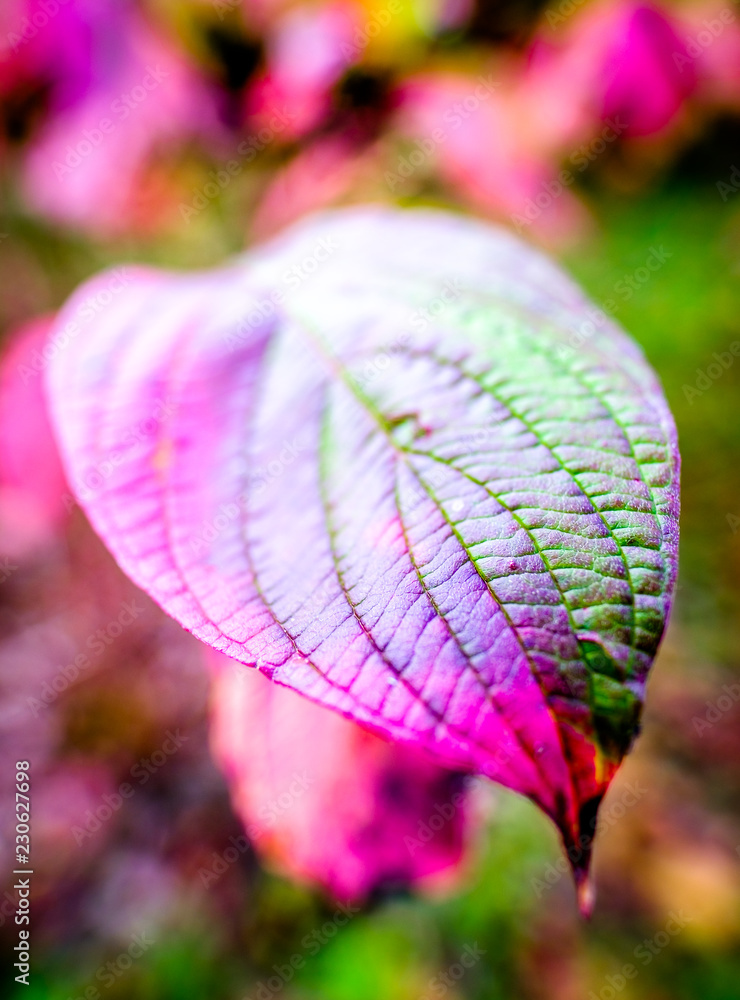 Sticker leaves