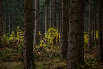 Kleine Bäume leuchten auf dem Waldboden
