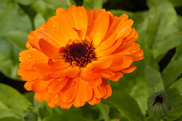Beautiful colorful calendula flower