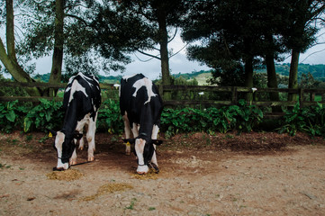 vacas en el campo