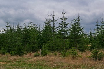 Tannenwald mit jungen Tannen