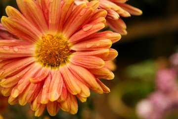 Beautiful colorful flower close-up