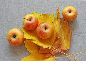 apples and yellow maple leaves